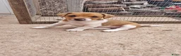 Jack Russell dogs for sale: Stunning Jack Russell puppies for sale - Advert 6