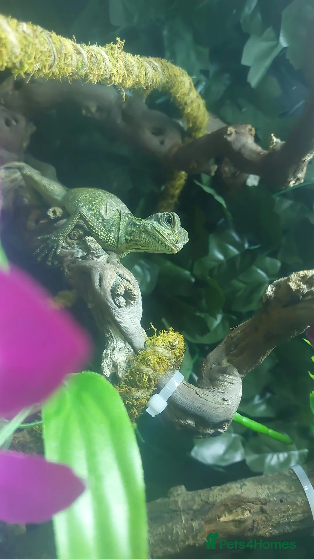 Lizard reptiles for sale: Sailfin dragon and full setup - Advert 4