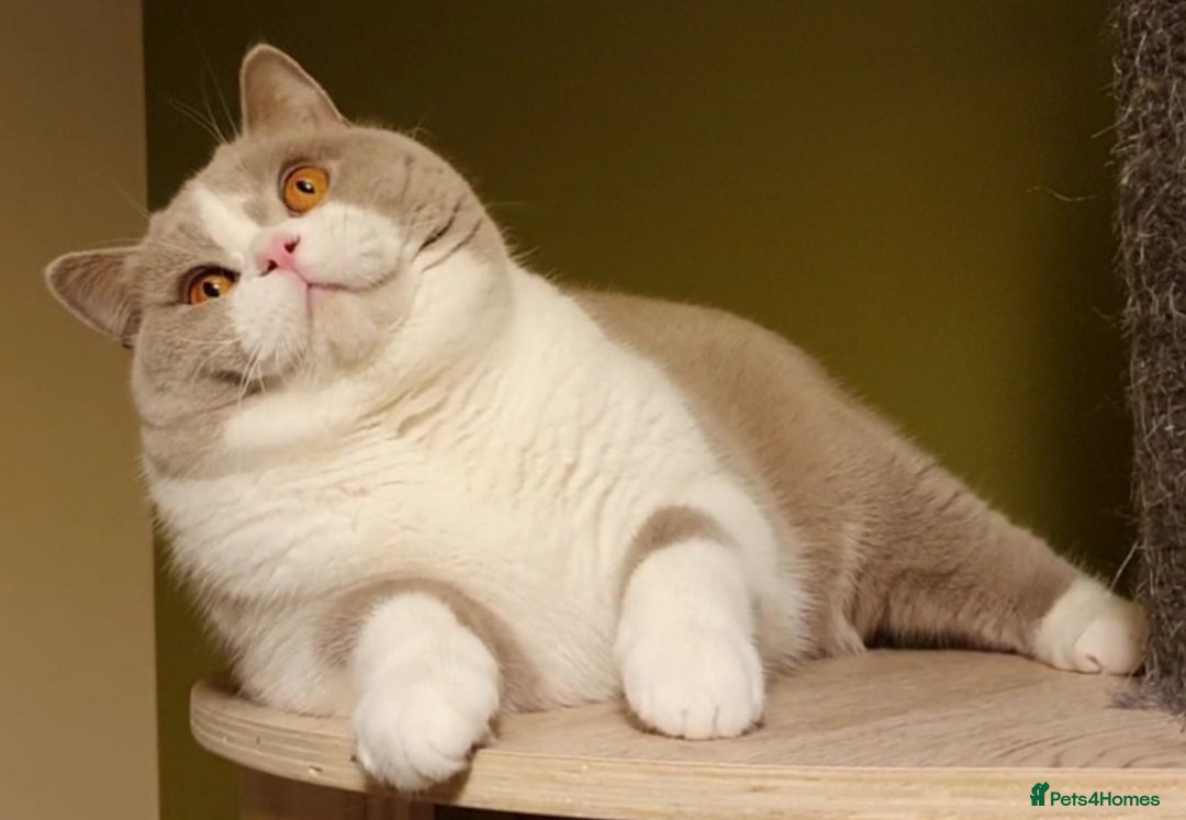 British Shorthair cats for sale: Stunning British Shorthair Kittens  - Image 13