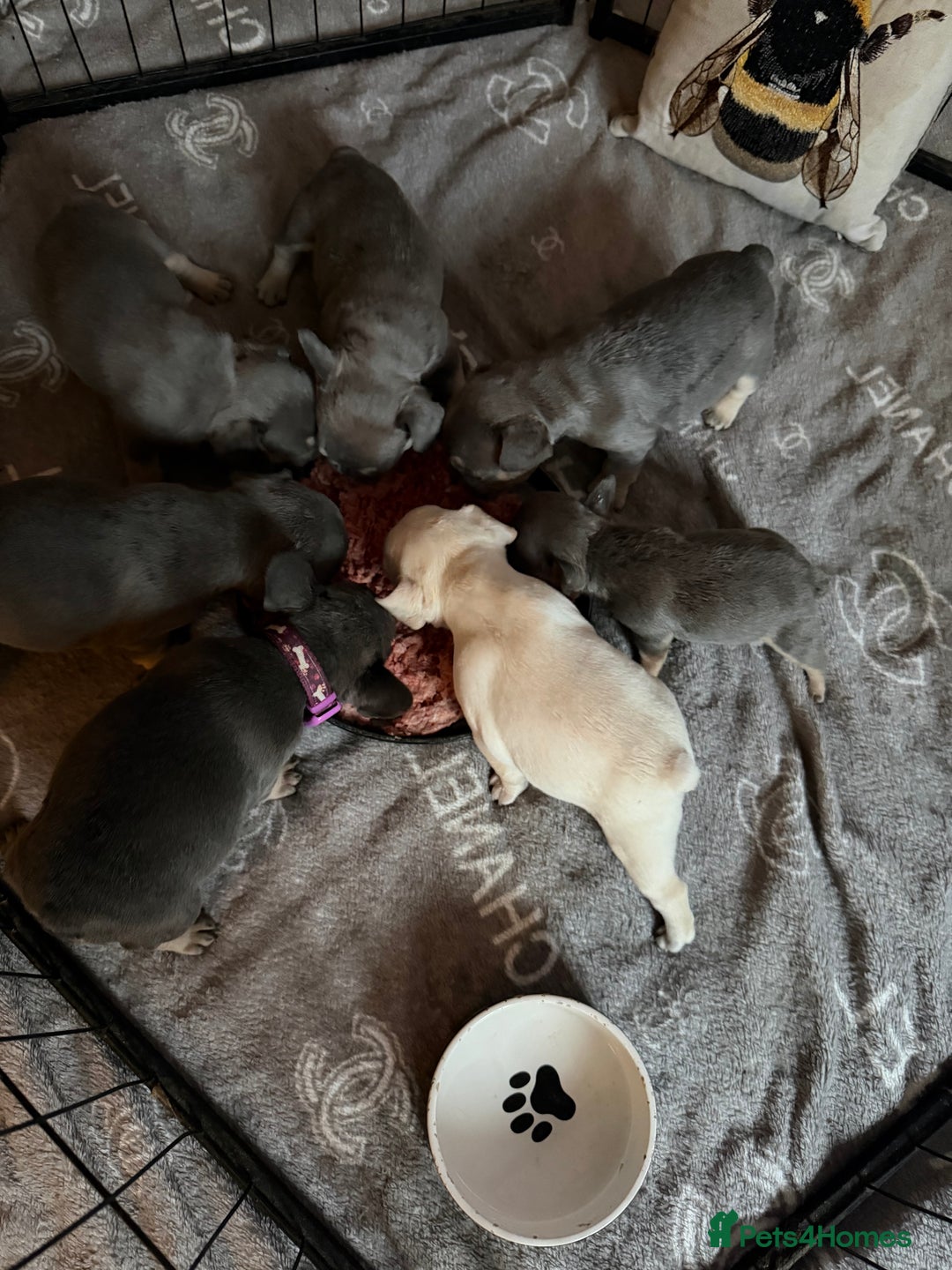 French Bulldog dogs for sale: French bulldogs  - Advert 6