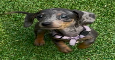 Dachshund dogs - Advert 12