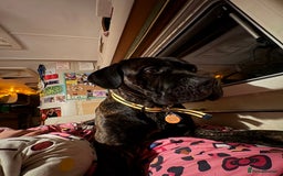 Cane Corso dogs for sale: Clay cane corso - Image 8