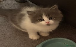 Siberian cats for sale: Siberian cross - Image 1