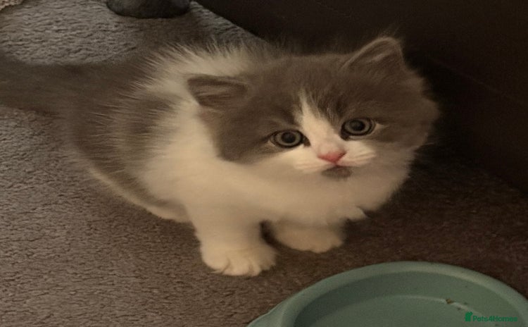 Siberian cats - Advert 5