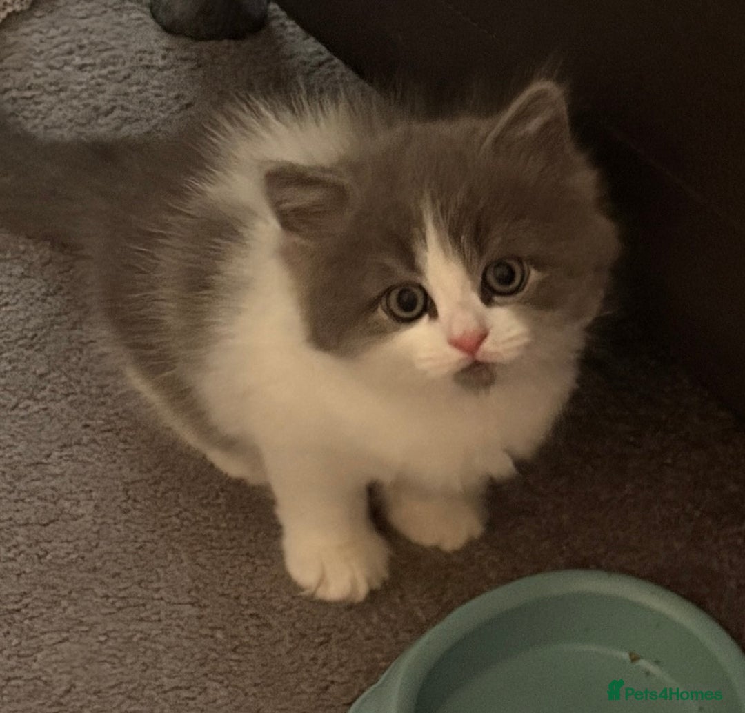 Siberian cats for sale: Siberian cross - Image 1