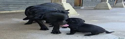 Labrador Retriever dogs for sale: Playful litter of gorgeous labradors,health tested - Advert 15