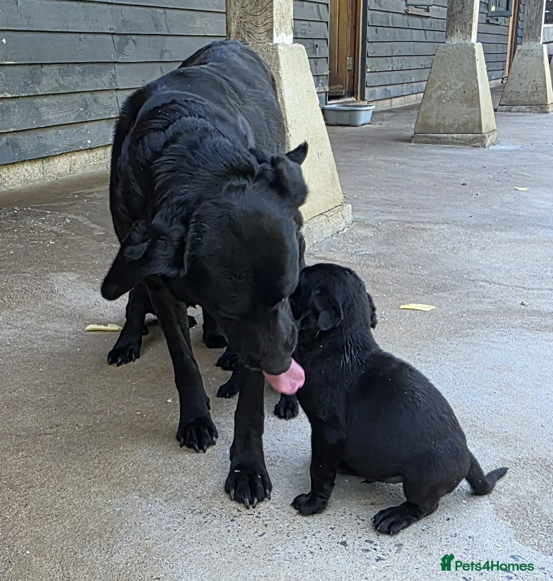 Labrador Retriever dogs for sale: Playful litter of gorgeous labradors,health tested - Advert 15