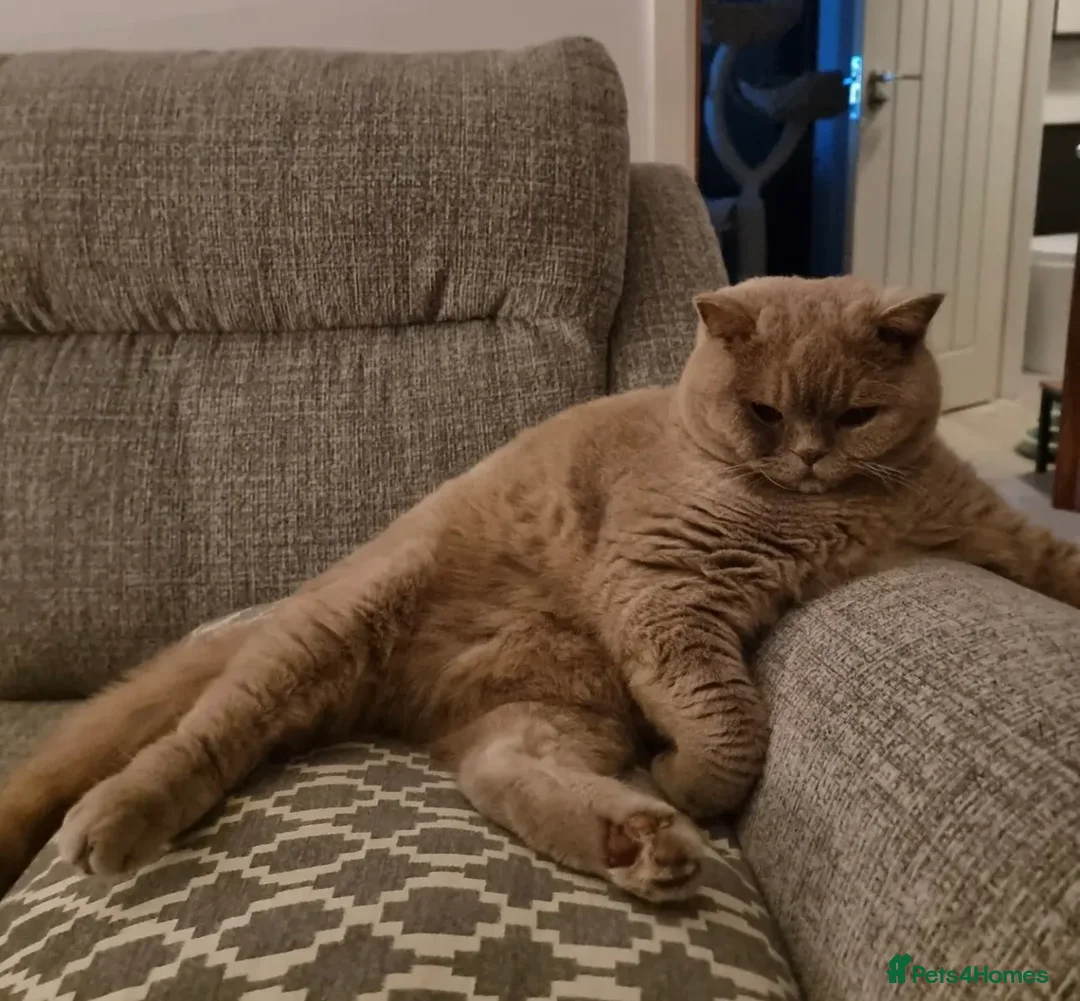 British Shorthair cats for sale: Beautiful lilac British shorthair kittens - Advert 4