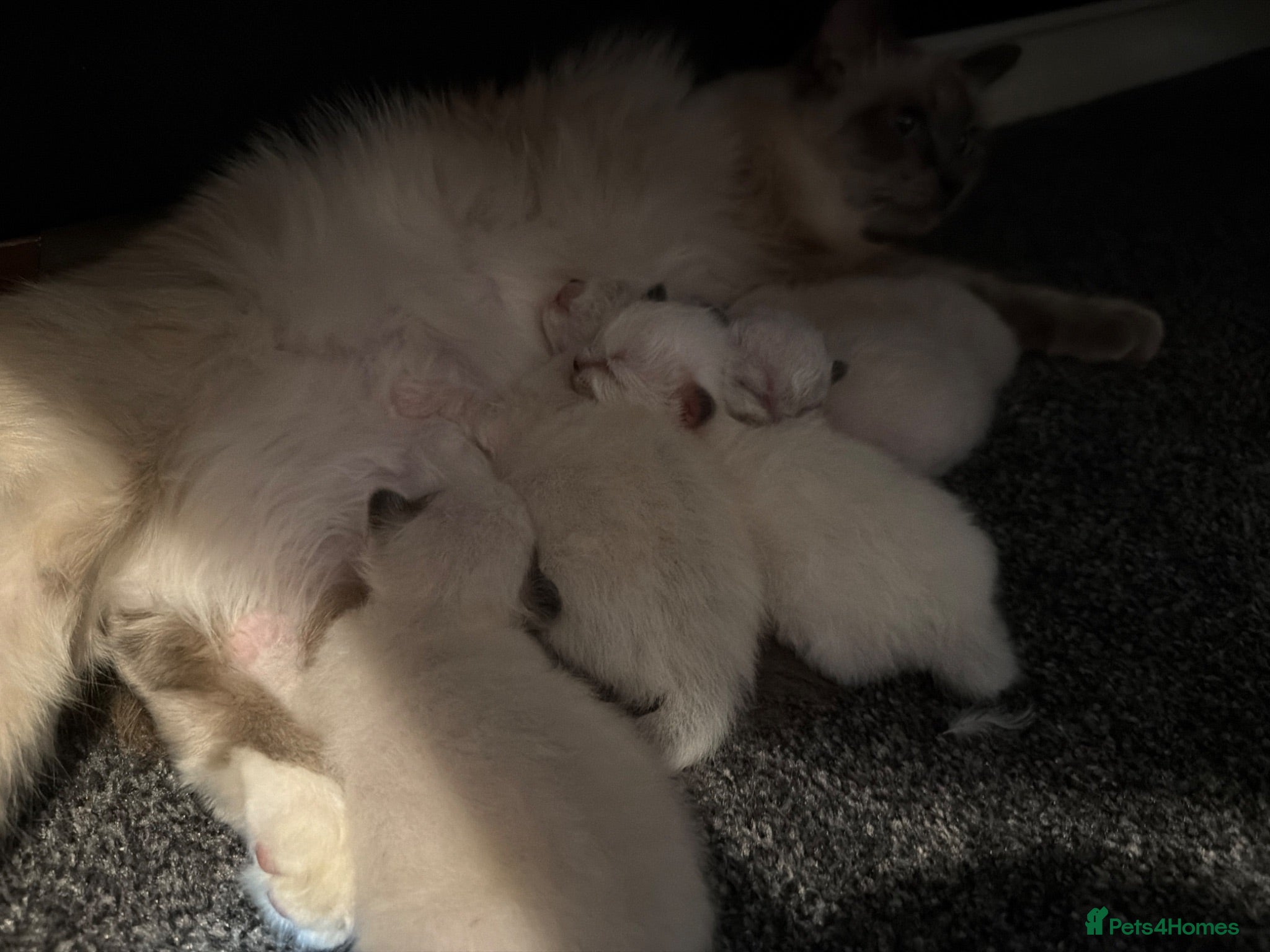 Birman cats for sale: Birman kittens  - Advert 2
