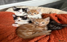 Aegean cats for sale: Aegean Kittens are looking for new home - Image 1