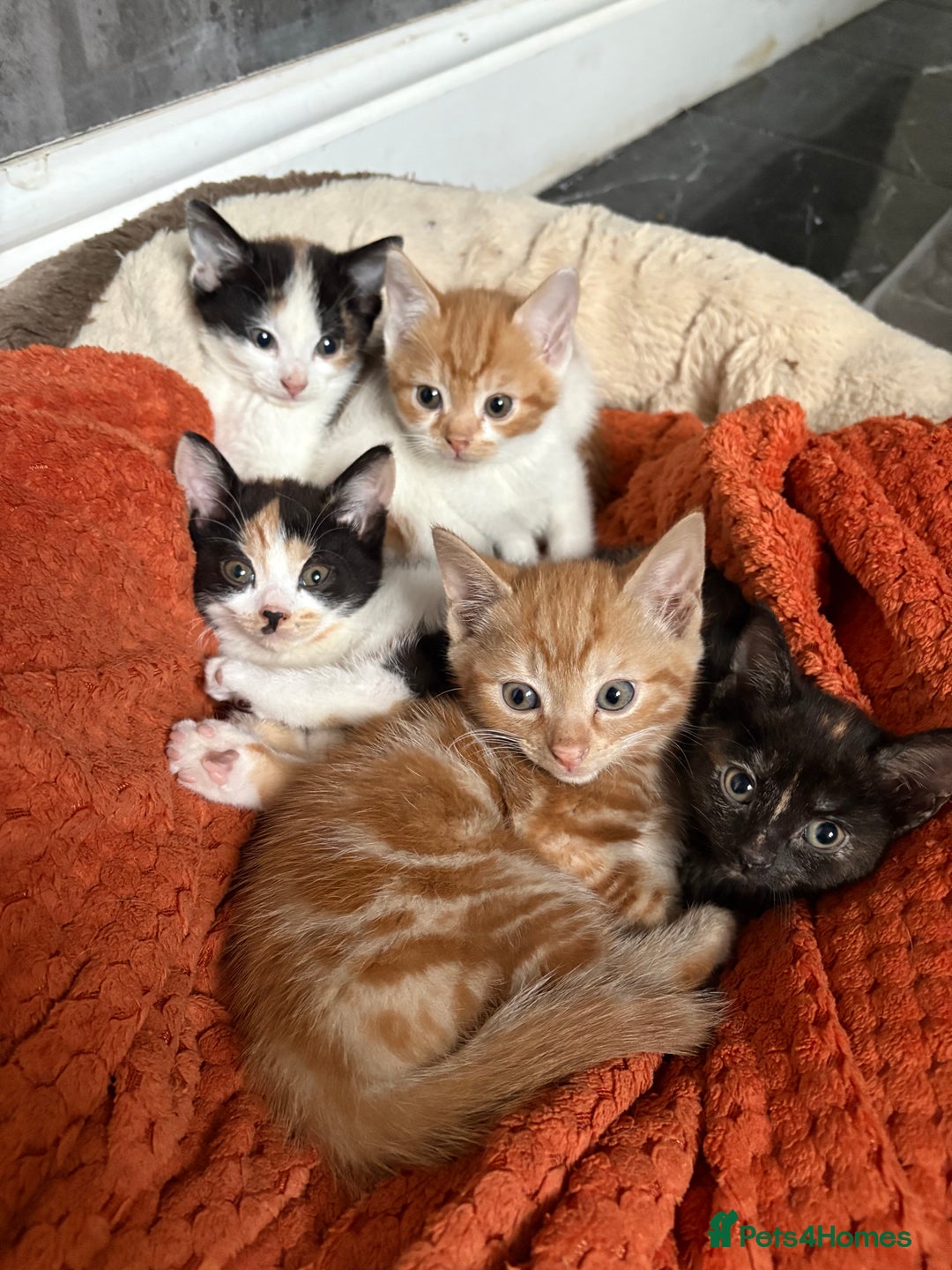 Aegean cats for sale: Aegean Kittens are looking for new home - Image 1
