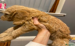Labradoodle dogs for sale:  Australian Labradoodles Show Cocker Spaniel - Image 21