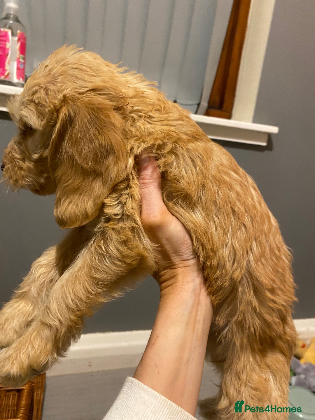 Labradoodle dogs for sale:  Australian Labradoodles Show Cocker Spaniel - Image 21