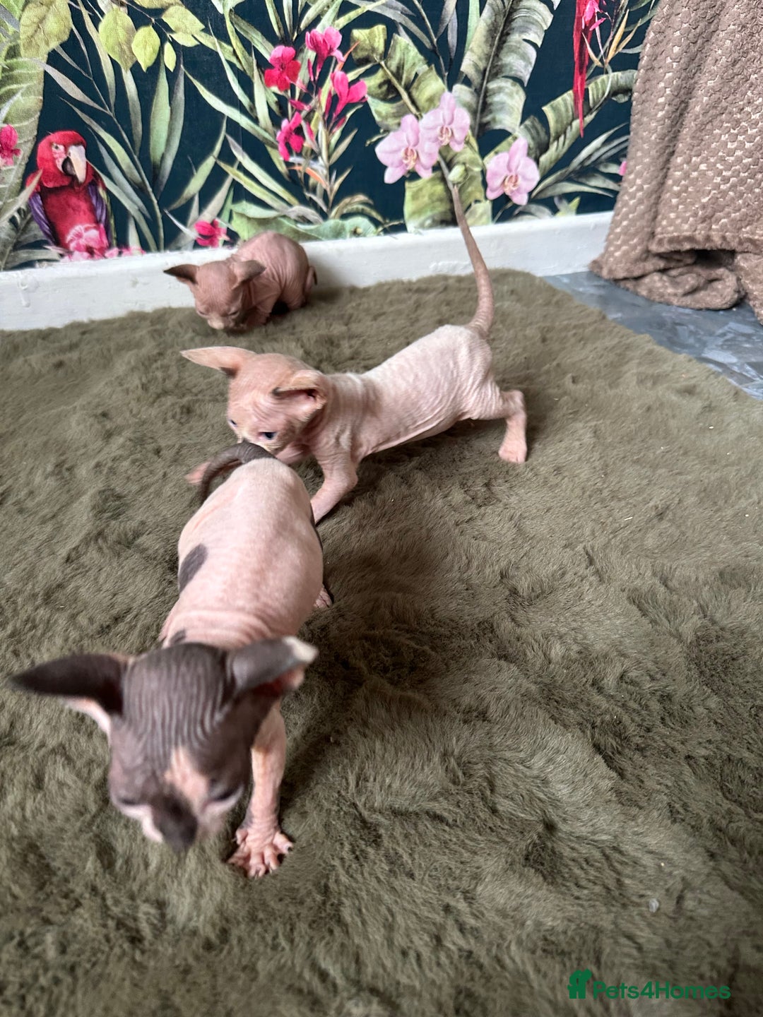 Sphynx cats for sale:  6 Beautiful Sphynx Kittens Ready Soon – 5★ - Image 15
