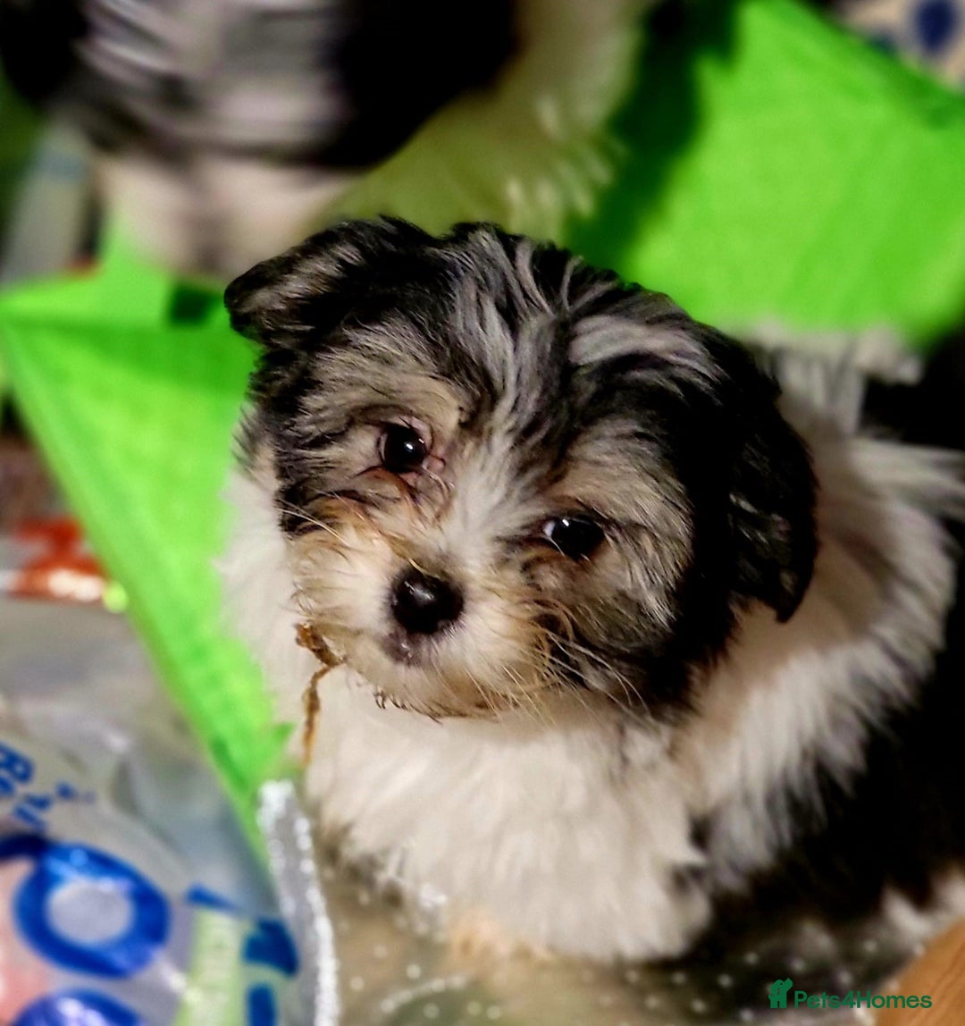 Maltese dogs for sale: Maltese Cross Puppies - Advert 2