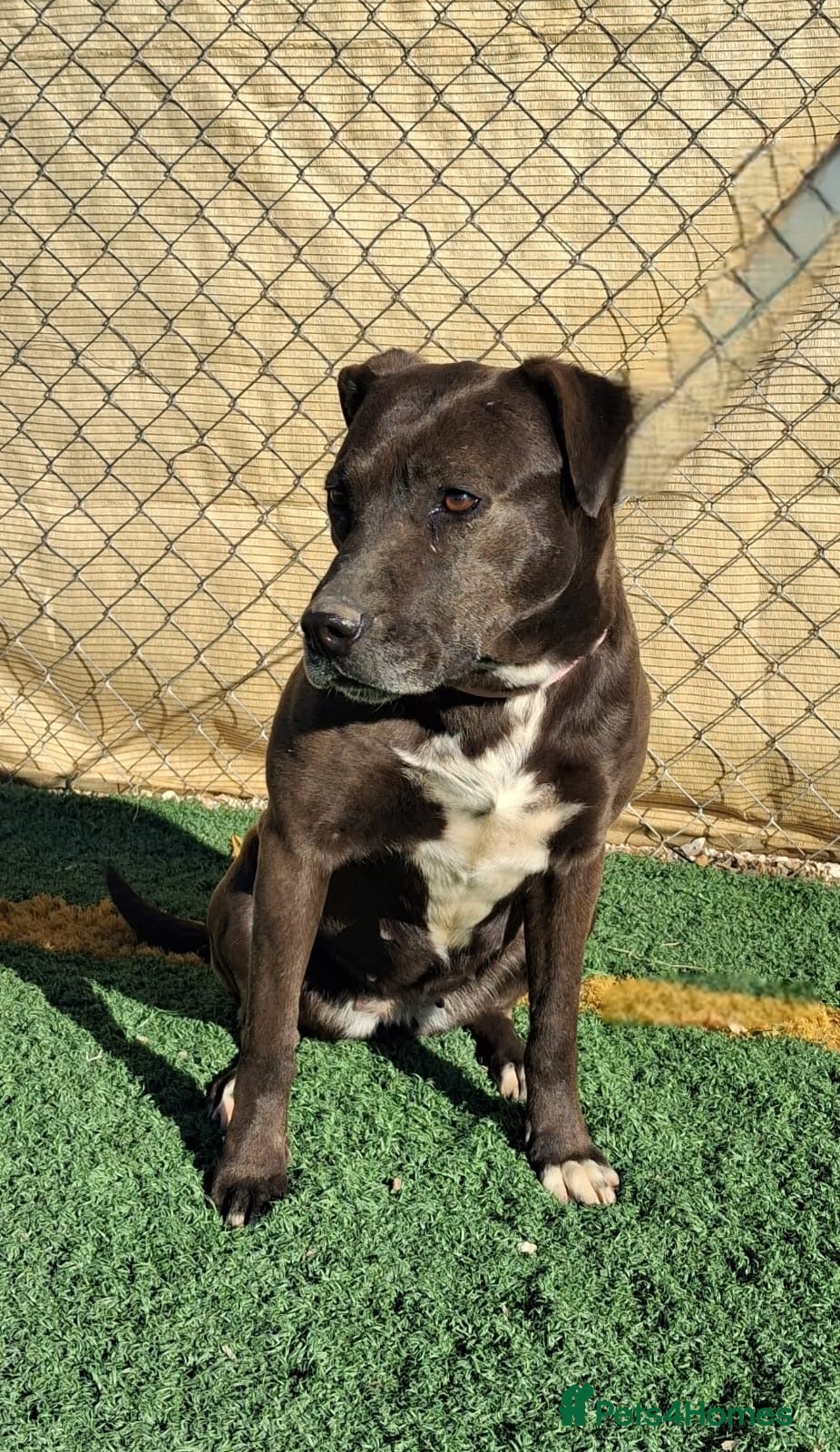 Mixed Breed dogs SIRA🚨🐾 - Advert 20