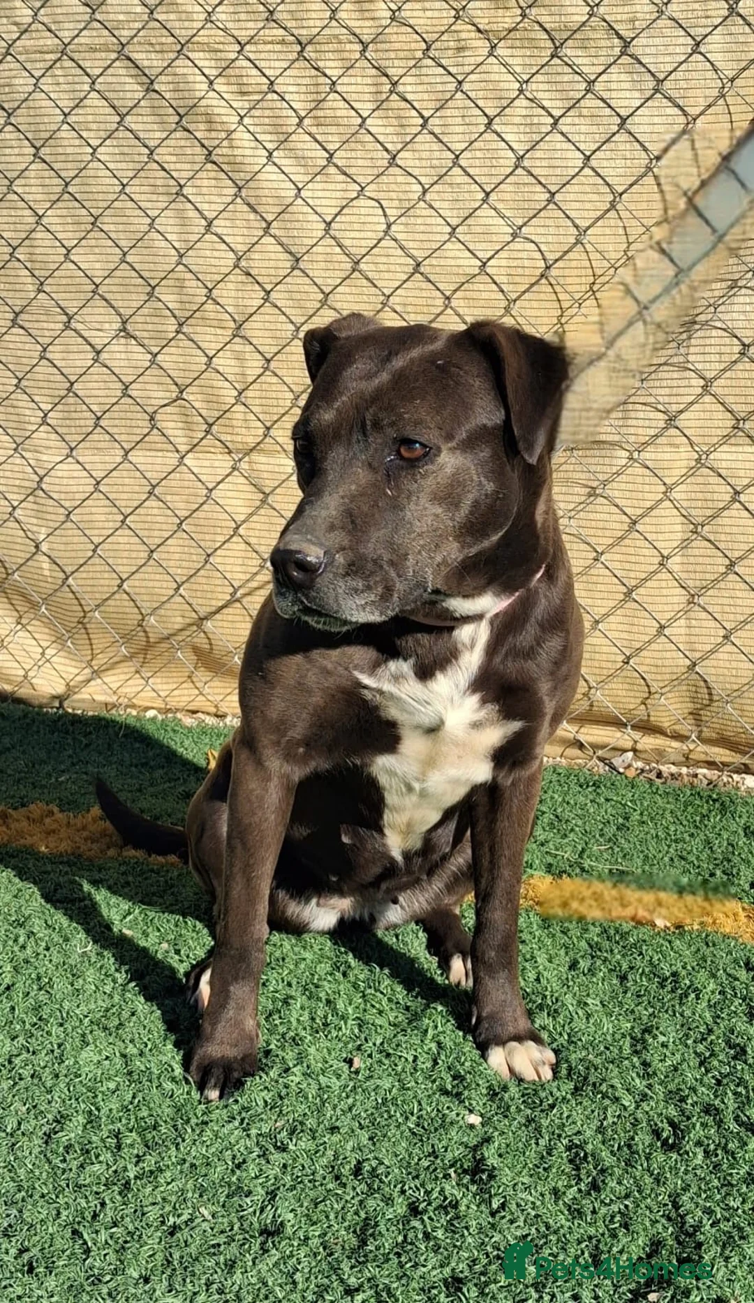 Mixed Breed dogs for adoption: SIRA🚨🐾 in Hengoed - Advert 2