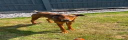 Mixed Breed dogs for adoption: Bonnie – Ball-obsessed bestie seeks forever home in Birmingham - Advert 2