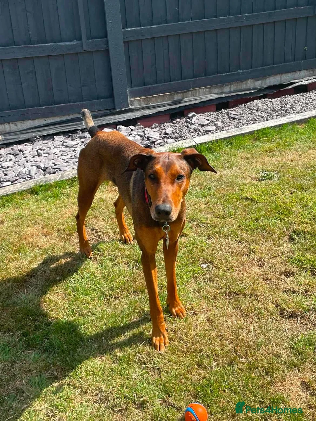 Mixed Breed dogs for adoption: Bonnie – Ball-obsessed bestie seeks forever home in Birmingham - Advert 2