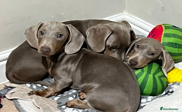 Dachshund dogs 🏡🐾 Isabella Dachshund Puppies - Ready Now 🐾🏡 - Advert 10