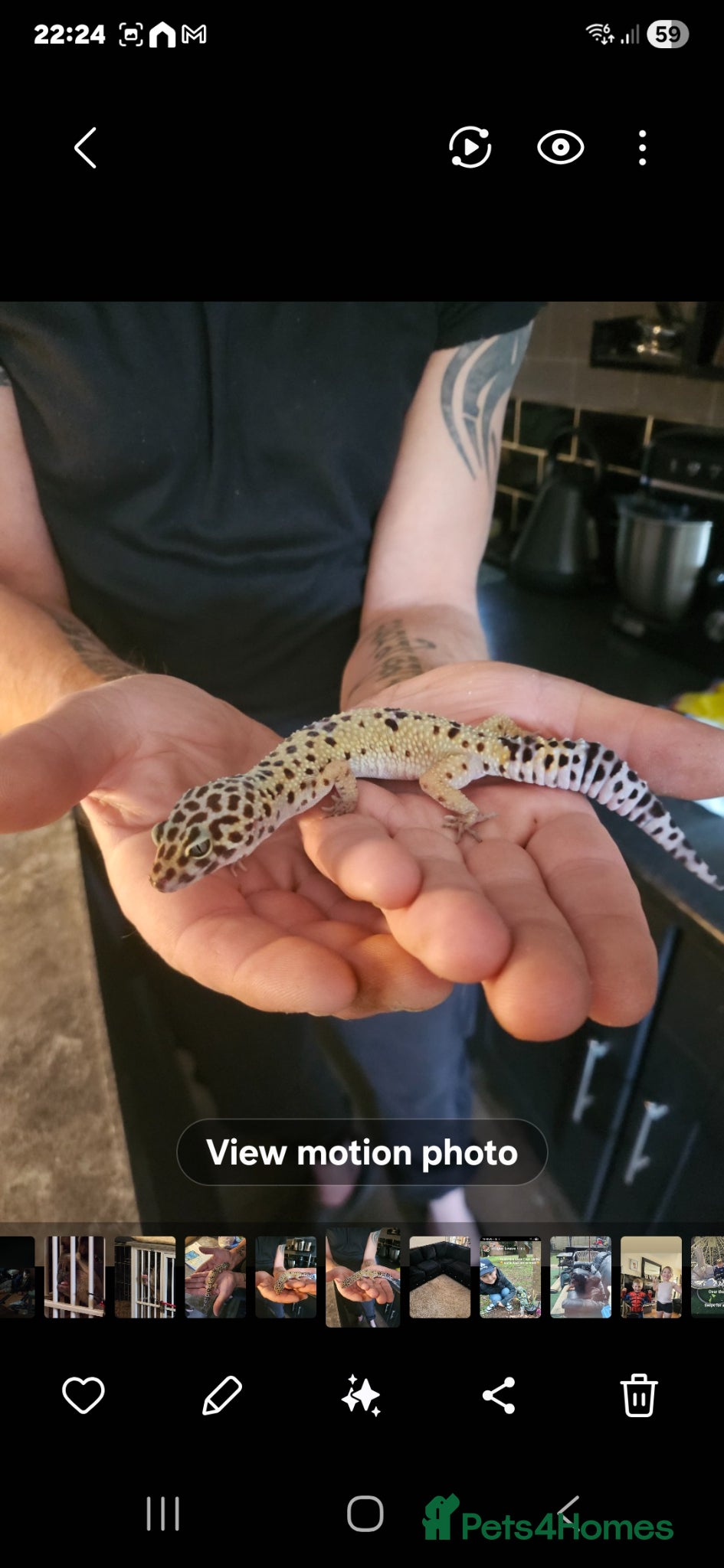 Leopard Gecko reptiles Leapard Gecko - Advert 1