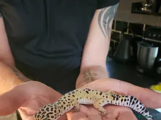 Leopard Gecko reptiles Leapard Gecko - Advert 1