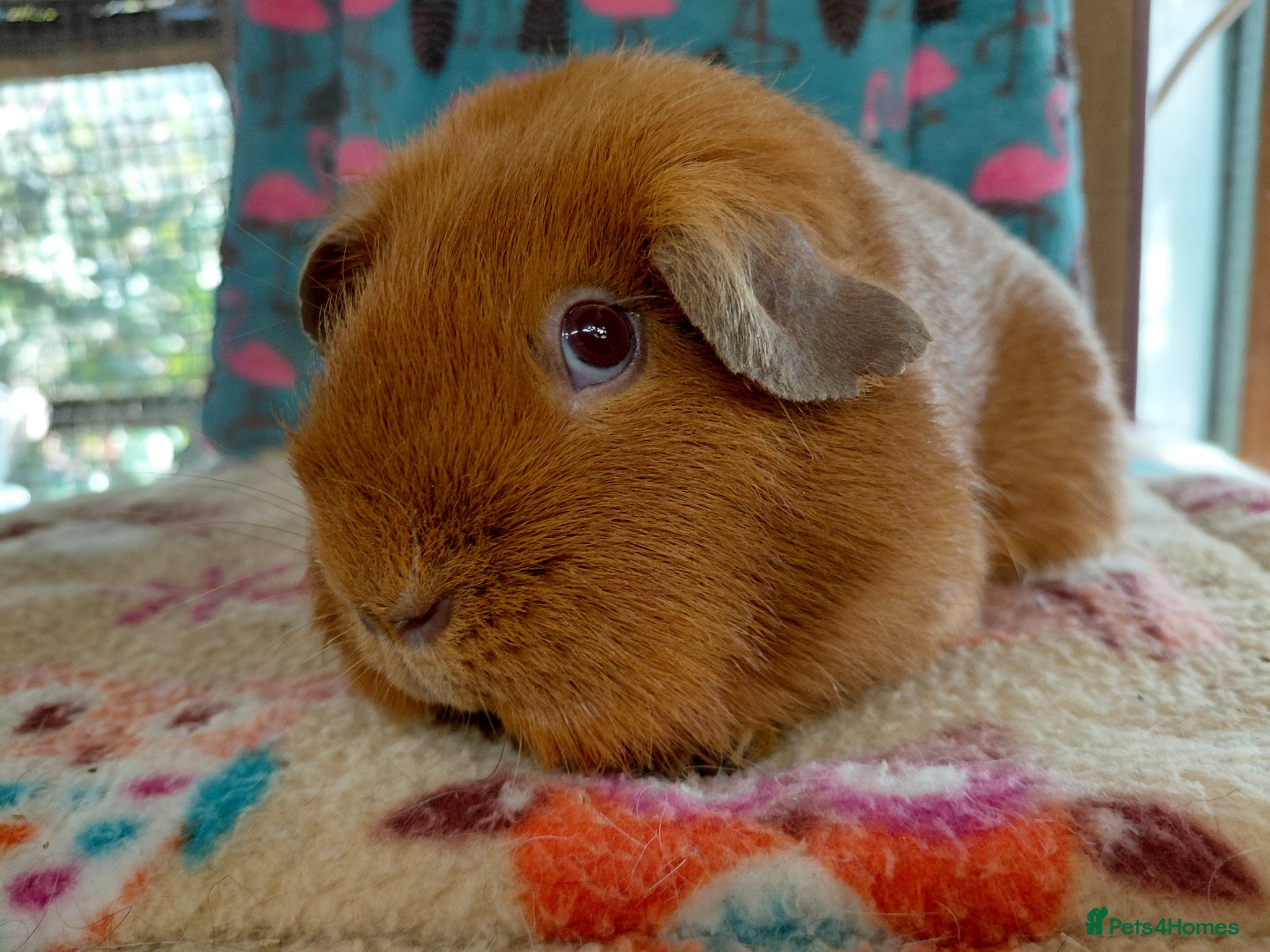 Guinea Pig rodents Young Adult Retired Sheltie Baby Peru/Funky Sows  - Advert 6