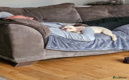 French Bulldog dogs for sale: Absolutely stunning fluffy frenchie  - Image 5