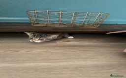 Domestic Shorthair cats for sale: Female kitten for sale - Image 2