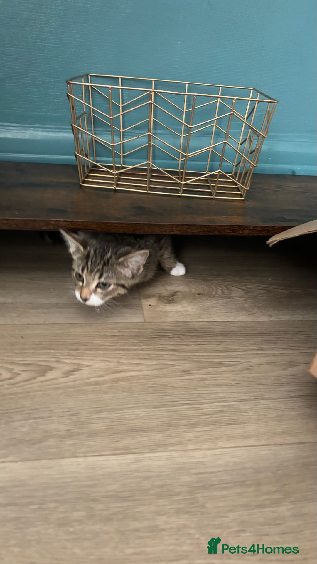 Domestic Shorthair cats for sale: Female kitten for sale - Image 2