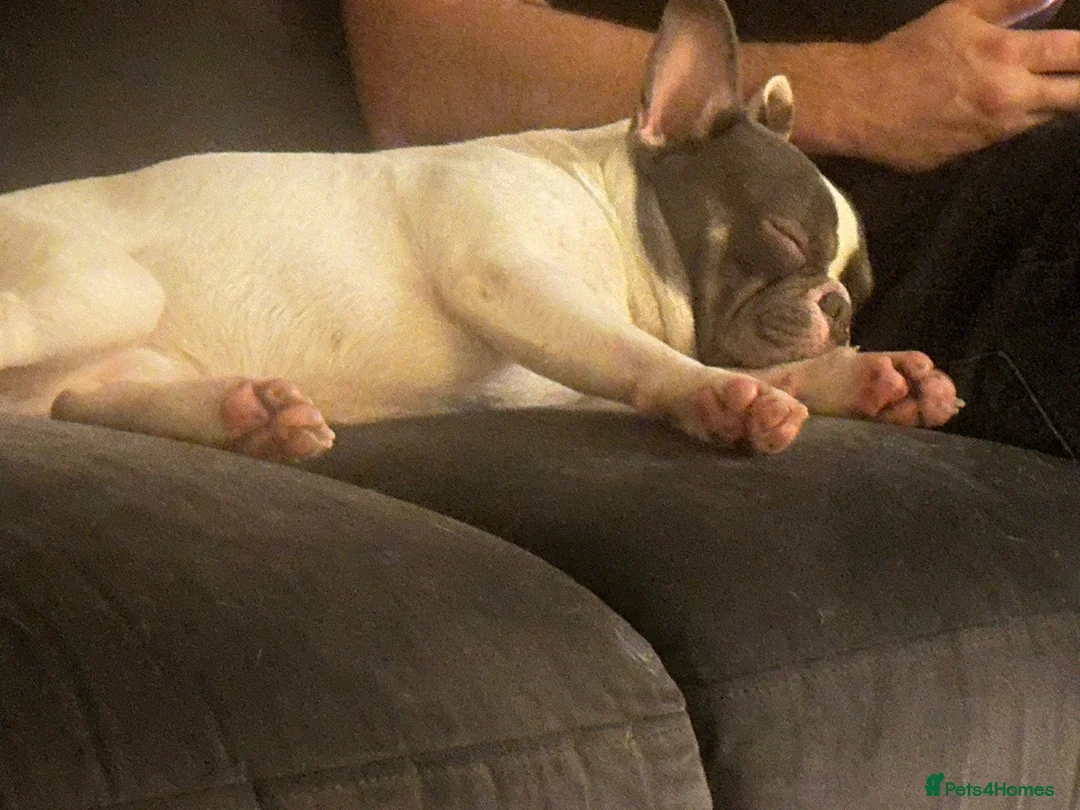 French Bulldog dogs for sale: French bulldog  in Bristol - Advert 3