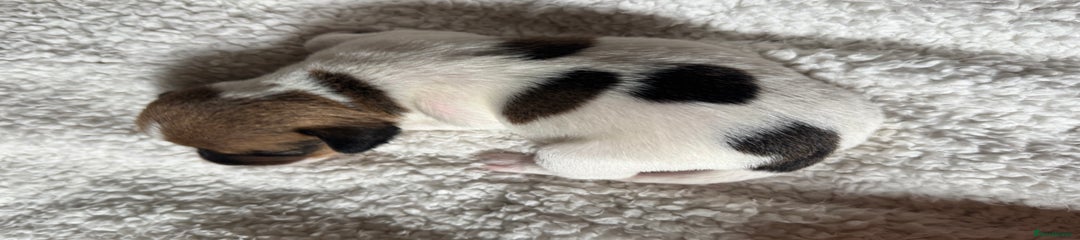 Jack Russell Puppy 5