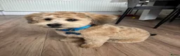 Lhasapoo dogs for stud: Boy Lhasapoo 1year old ready for Stud. - Advert 2