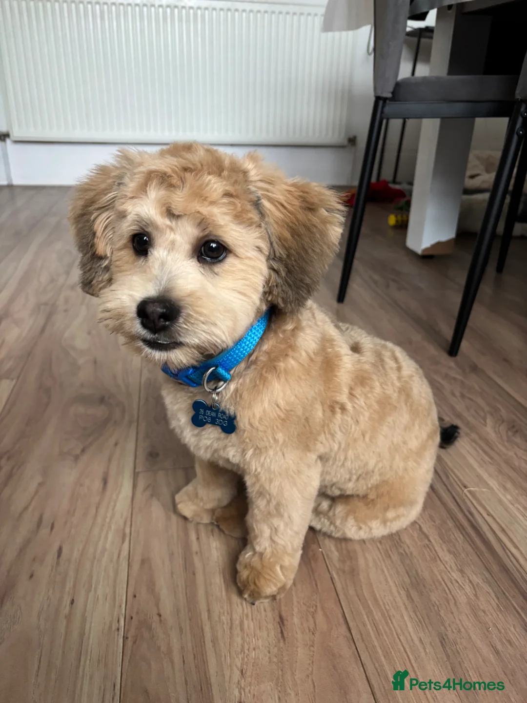 Lhasapoo dogs for stud: Boy Lhasapoo 1year old ready for Stud. - Advert 2