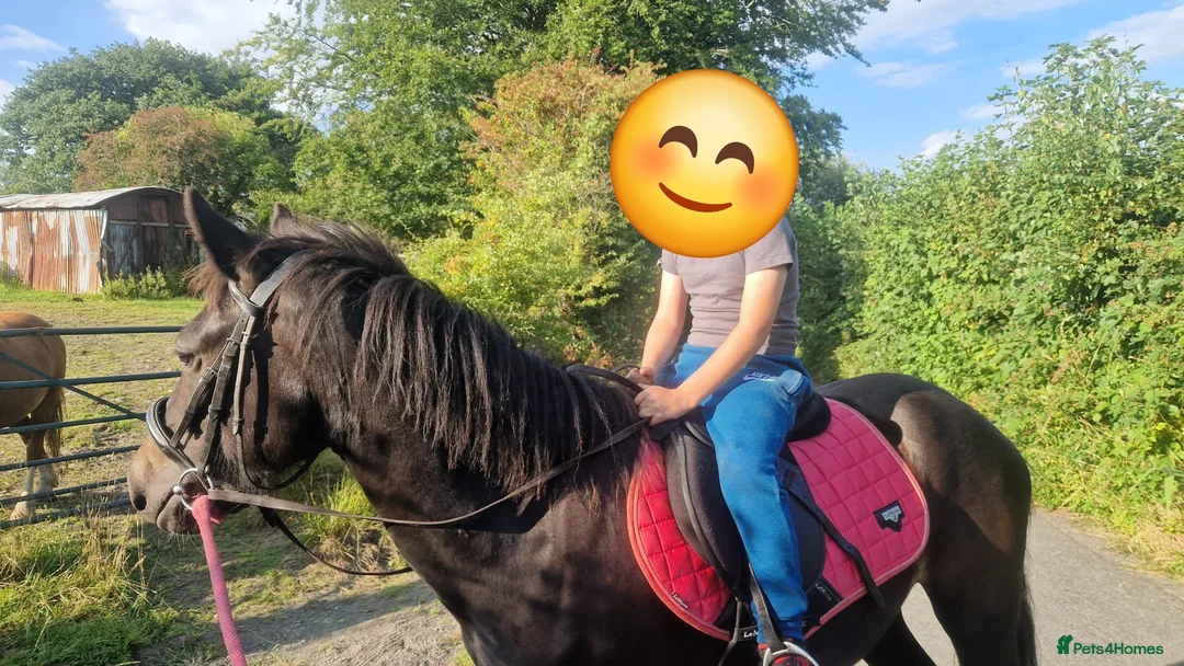 Other Breed horses for sale: Cob X filly - Advert 3