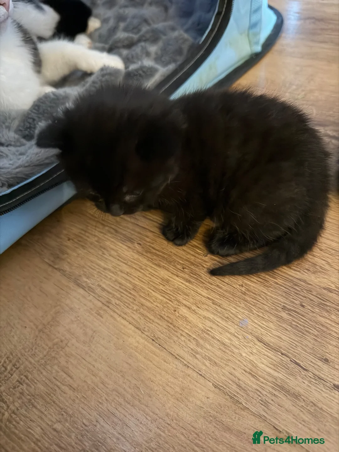 British Shorthair cats for sale: 1 boy 3 girls kittens  in Totnes - Advert 2