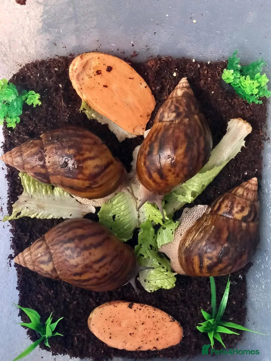 Snails invertebrates for sale: Giant African Tiger Land Snails (Achatina achatina - Advert 1
