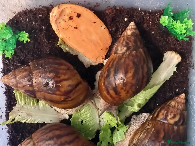 Snails invertebrates Giant African Tiger Land Snails (Achatina achatina - Advert 1