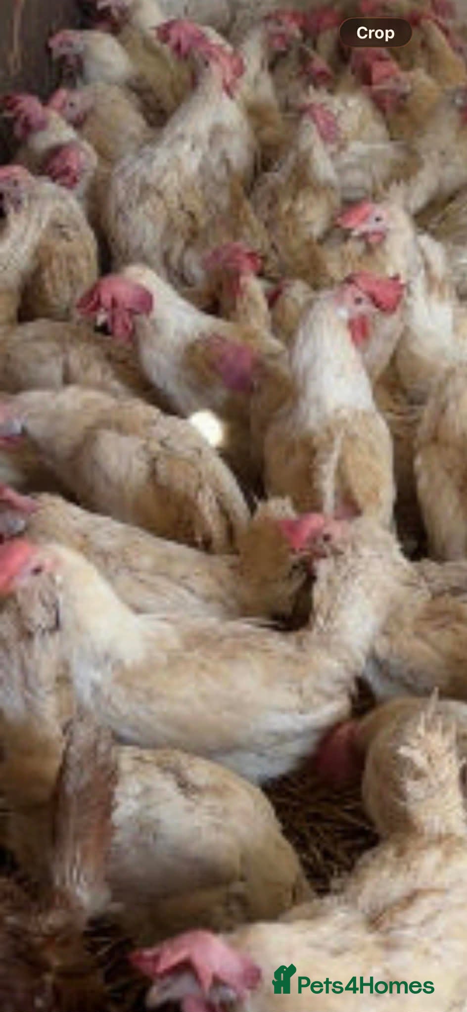 Chickens poultry Chickens - Advert 2