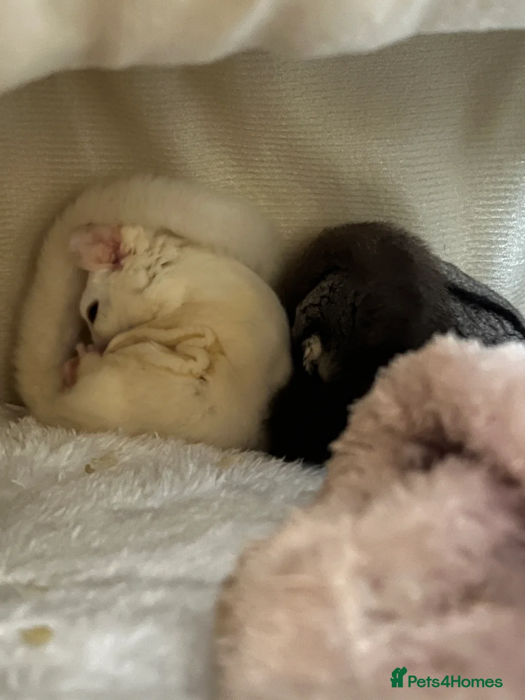Sugar Glider rodents for sale: selling both sugar gliders  in West Drayton - Advert 14