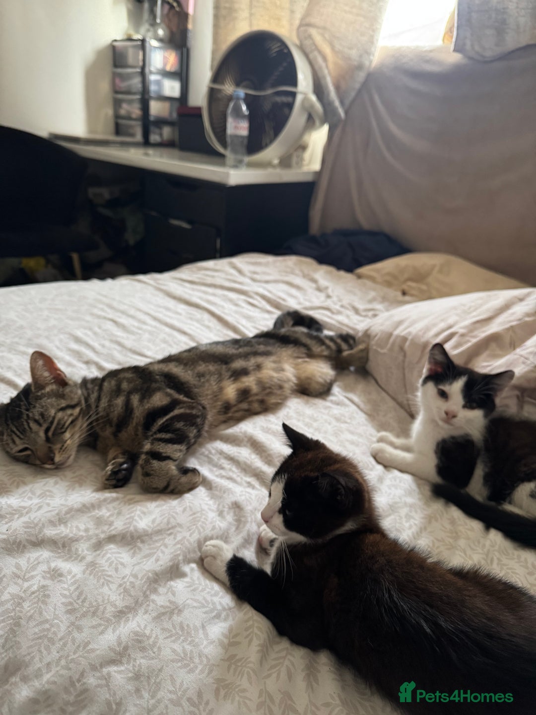 Mixed Breed cats for sale: Adorable Black & White Kitten Looking for Home - Image 4