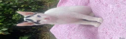 Domestic Shorthair cats for sale: Stunning Blue & Green-Eyed Kitten Female DSH - Advert 1