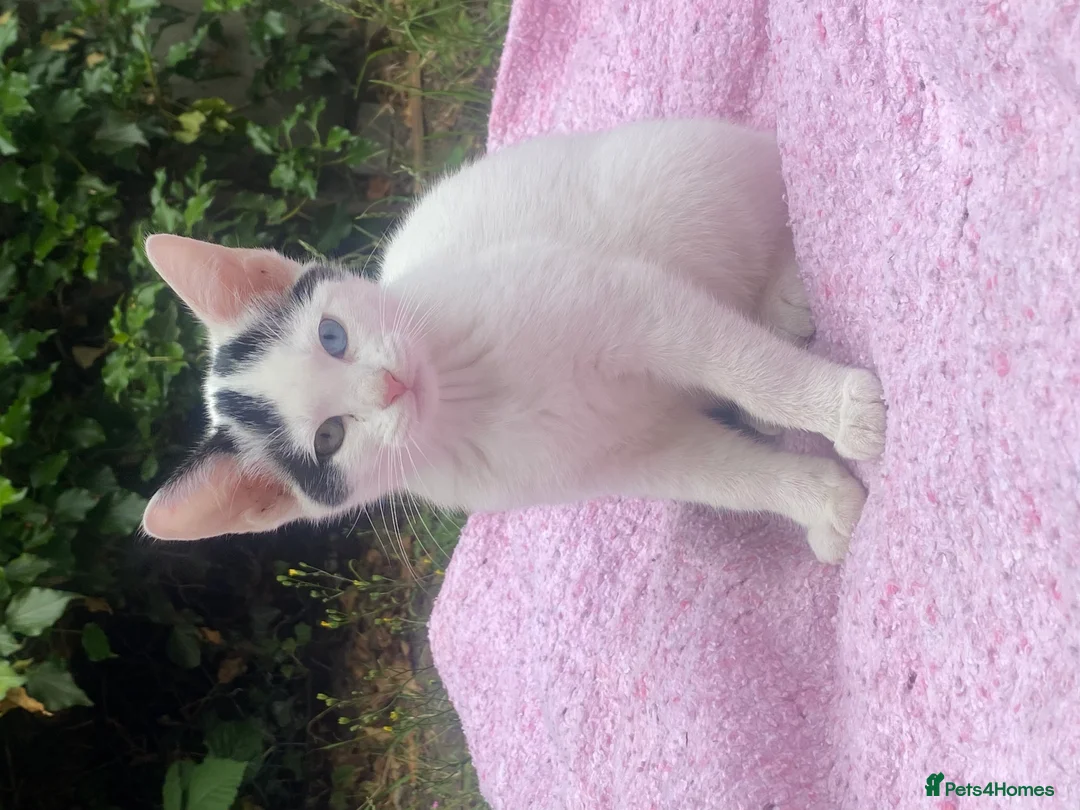 Domestic Shorthair cats for sale: Stunning Blue & Green-Eyed Kitten Female DSH - Advert 1