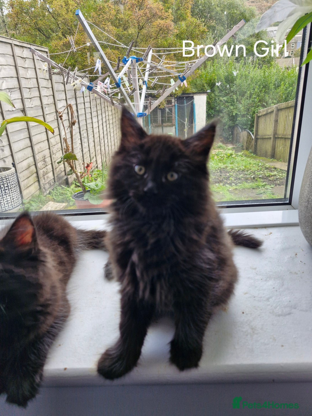 Maine Coon cats for sale: Maincoon x ragdoll  - Image 6
