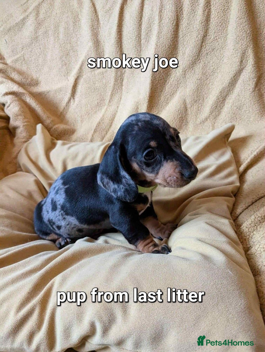 Miniature Dachshund dogs for sale: Ready to leave Miniature dachshunds cearphilly  - Image 10