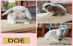 Mini Lop rabbits for sale: Mini lop girls ready to reserve  - Image 2
