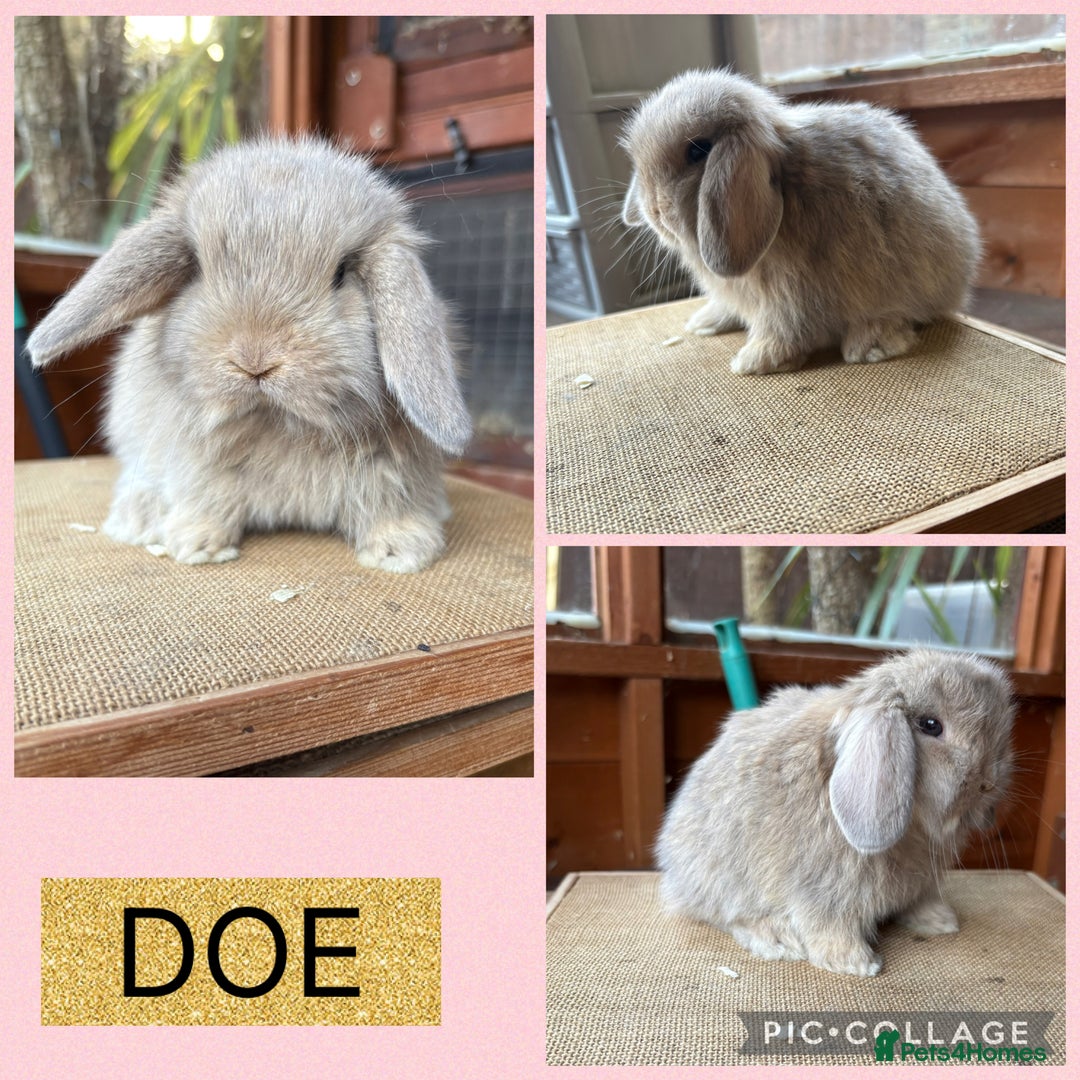 Mini Lop rabbits for sale: Mini lop girls ready to reserve  - Image 2