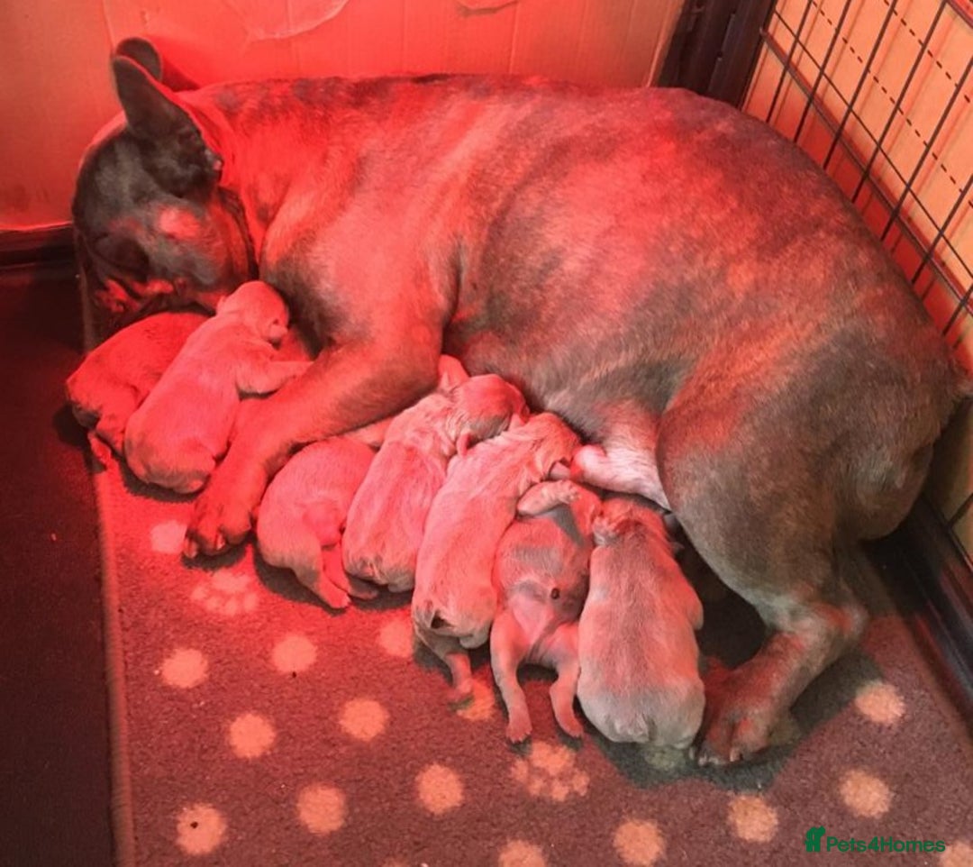 French Bulldog dogs for stud: Kye - Lilac and Tan Frenchie in St Albans - Advert 6