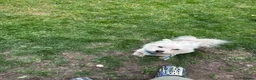 Maltese dogs for sale: Bichon Maltese mini toy pure breed  - Advert 6
