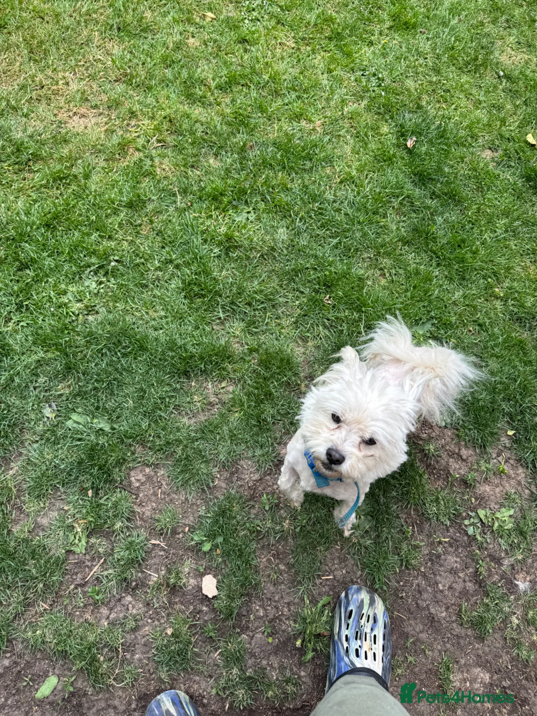 Maltese dogs for sale: Bichon Maltese mini toy pure breed  - Advert 6